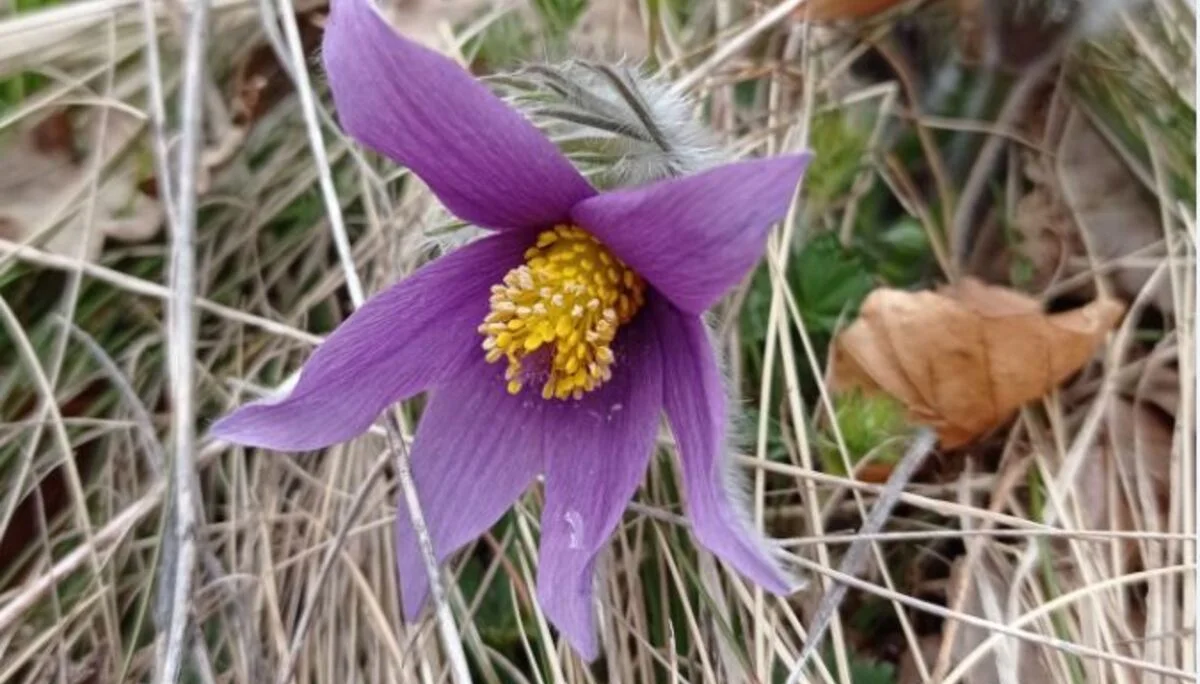 Küchenschelle | © DAV Biberach