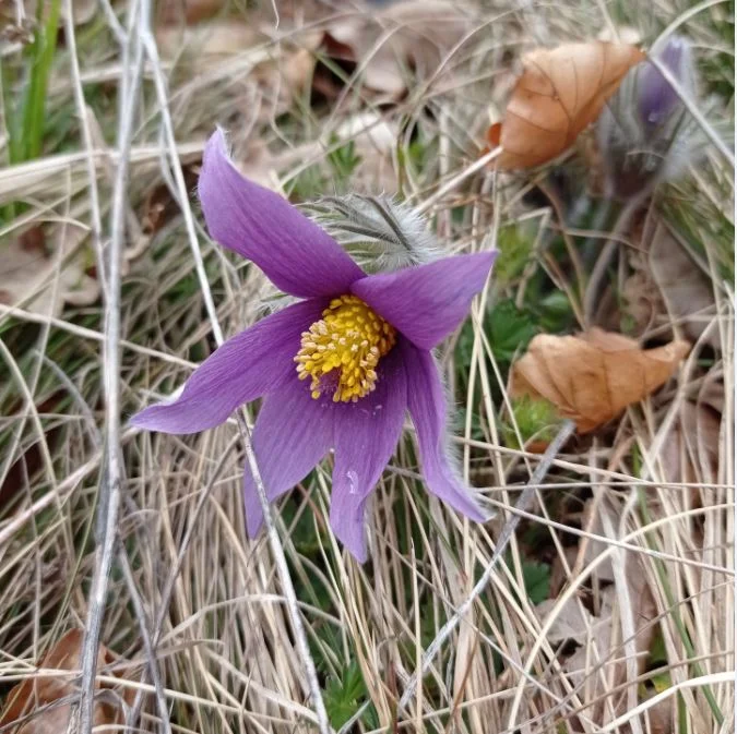 Küchenschelle | © DAV Biberach