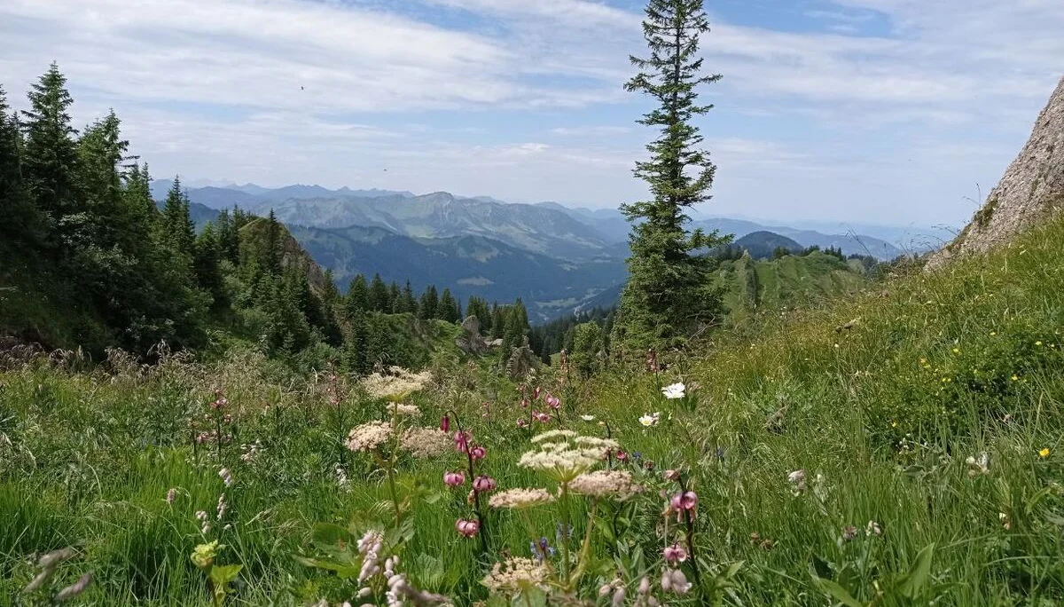 Türkenbundlinien kurz unter dem Gipfel | © DAV Biberach