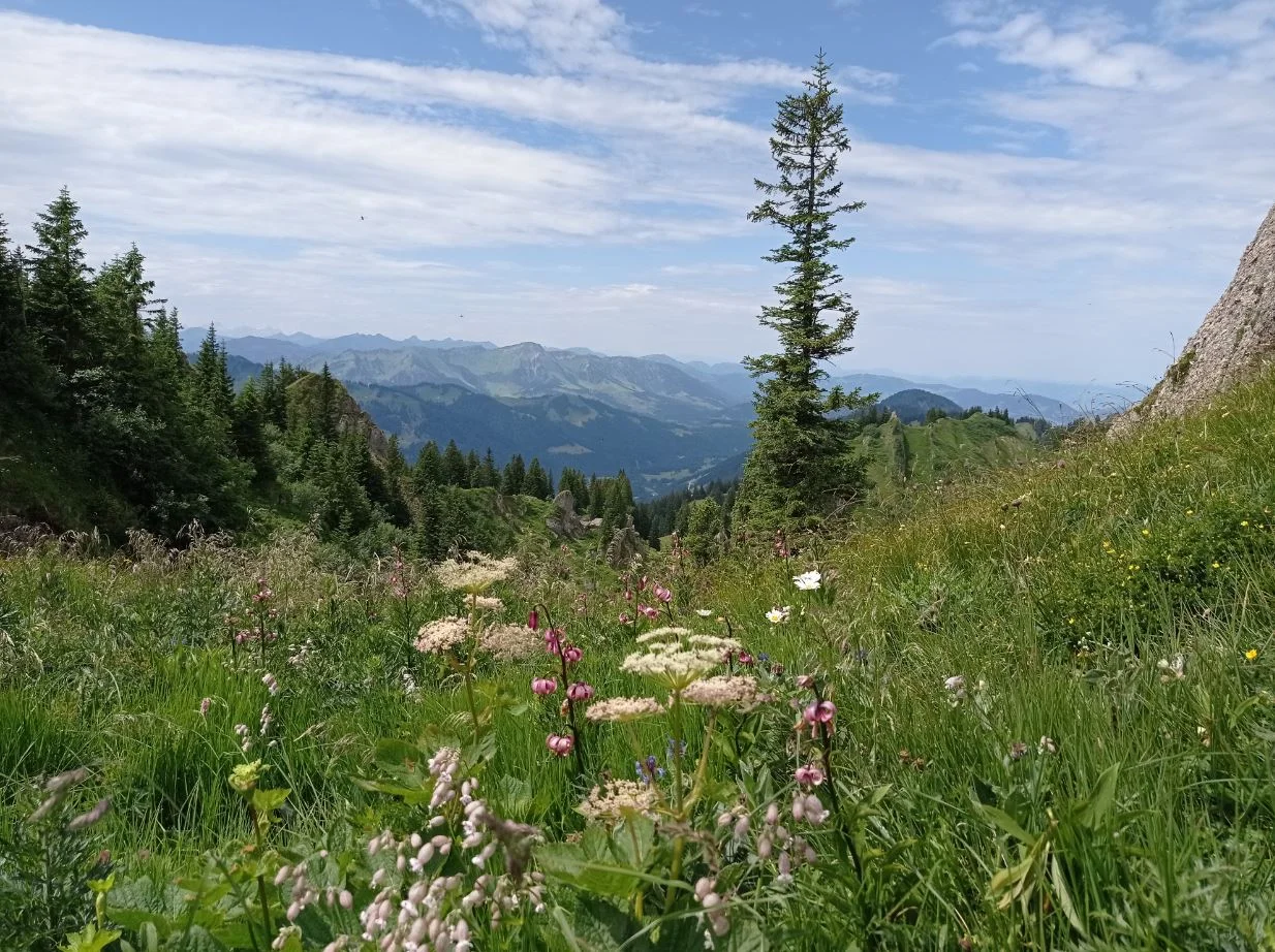 Türkenbundlinien kurz unter dem Gipfel | © DAV Biberach