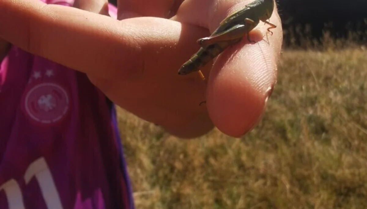 Heupferd | © DAV Biberach