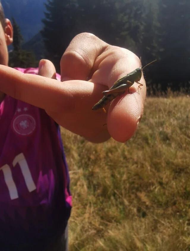 Heupferd | © DAV Biberach