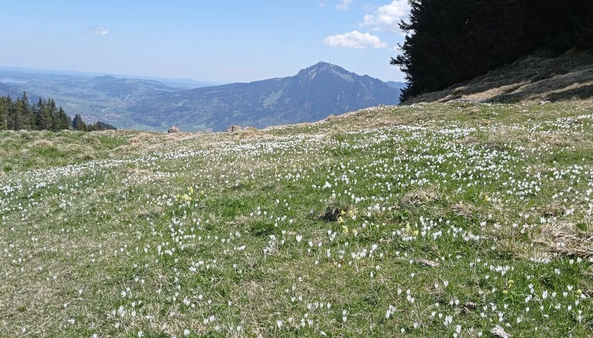 Krokuswiese | © DAV Biberach