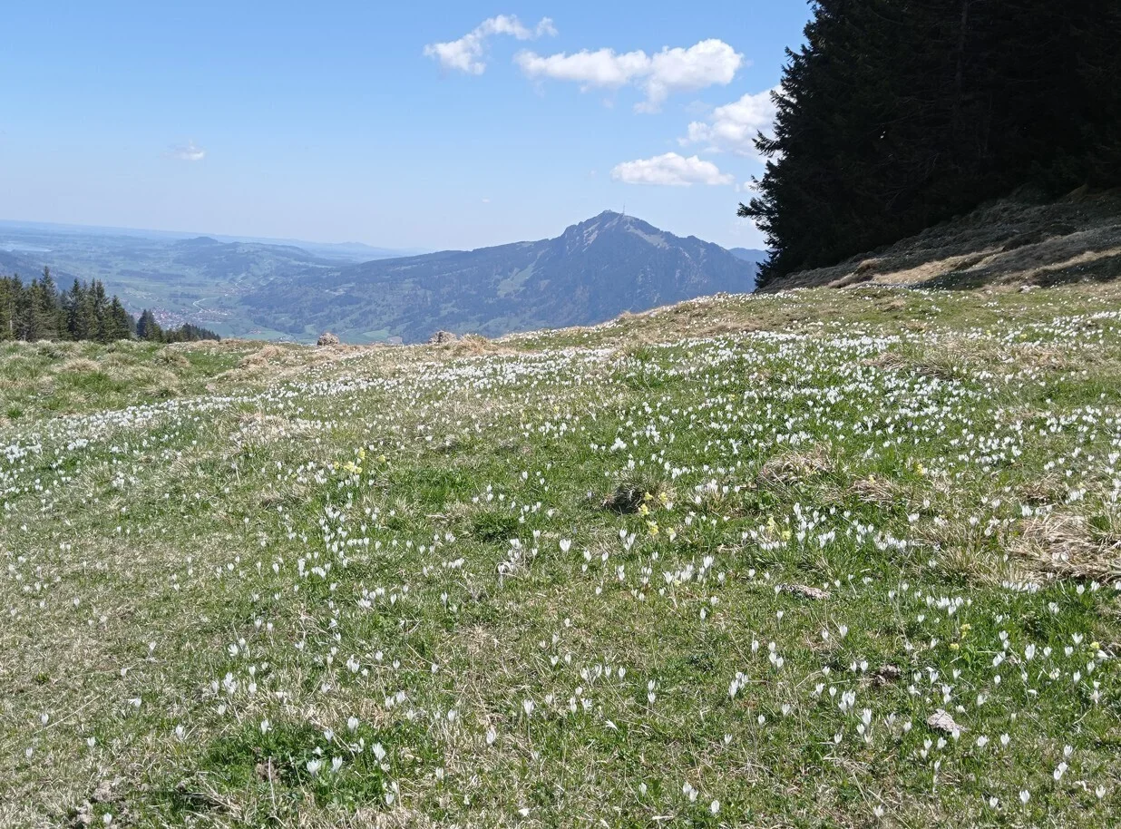 Krokuswiese | © DAV Biberach